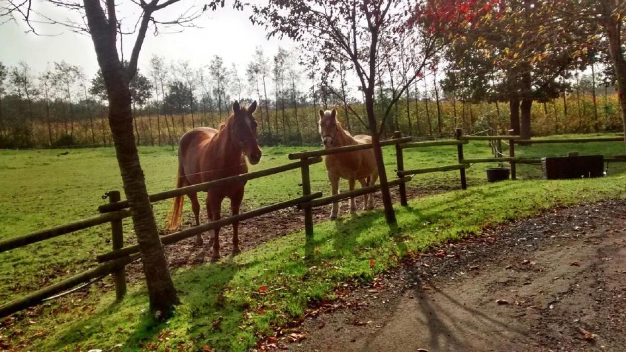 Vakantiehuisjes Landgoed Sonneborghe Kollumerzwaag Dış mekan fotoğraf